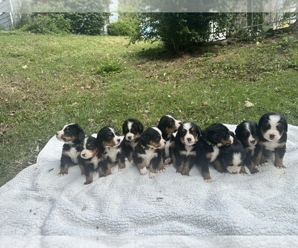 Medium Photo #1 Bernese Mountain Dog Puppy For Sale in JOHNSTOWN, OH, USA