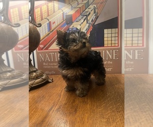 Yorkshire Terrier Puppy for Sale in WHITING, Indiana USA