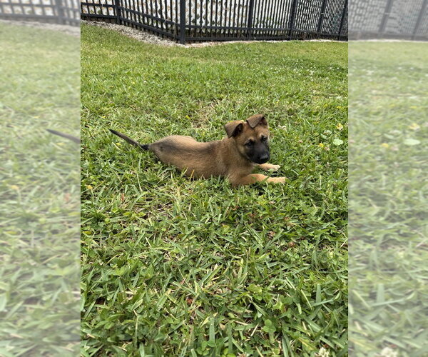 Medium Photo #4 Mutt Puppy For Sale in Imlay City, MI, USA