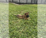 Small #3 Mutt
