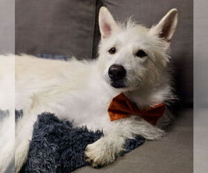 Polar - Male Mutt Dog for Adoption - Photo #13