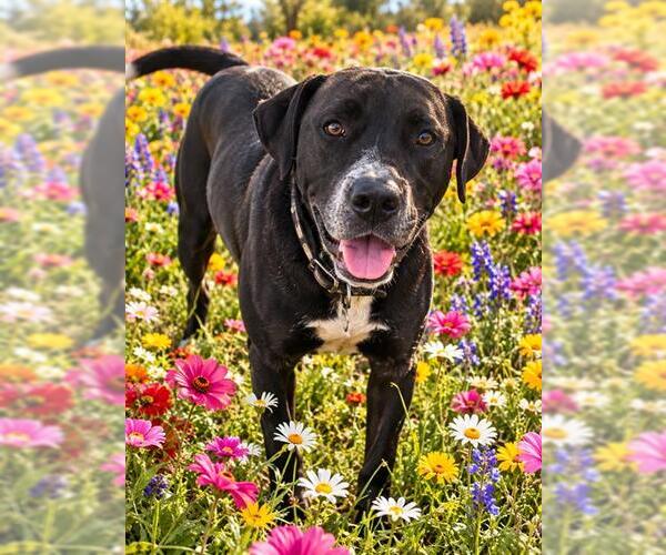 Medium Photo #1 Labrador Retriever-Unknown Mix Puppy For Sale in Globe, AZ, USA