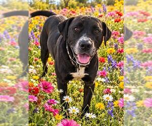 Labrador Retriever-Unknown Mix Dogs for adoption in Globe, AZ, USA