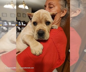 Cane Corso Puppy for sale in CAMBY, IN, USA