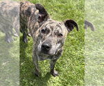 Small #2 Black Mouth Cur Mix