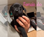 Small #2 Miniature Pinscher Mix