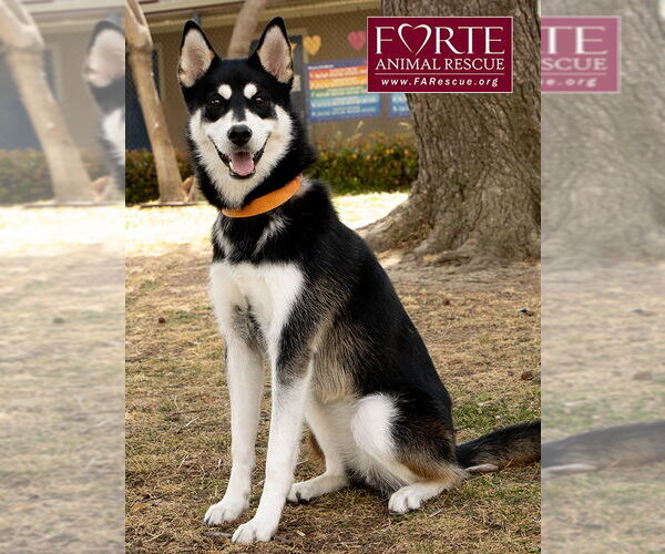 Medium Photo #3 Huskies -Siberian Husky Mix Puppy For Sale in Marina del Rey, CA, USA