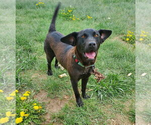 Labrador Retriever-Unknown Mix Dogs for adoption in Aurora, CO, USA