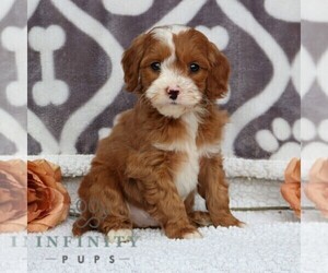 Poodle (Miniature) Puppy for sale in LEOLA, PA, USA