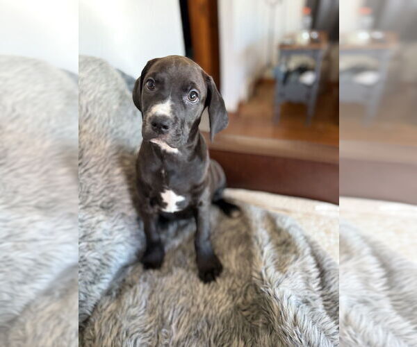 Medium Photo #9 Golden Retriever-Unknown Mix Puppy For Sale in Wenonah, NJ, USA