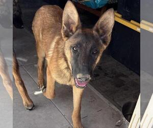 German Shepherd Dog-Unknown Mix Dogs for adoption in Incline Village, NV, USA