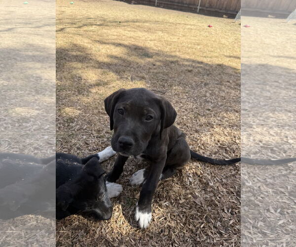 Medium Photo #2 Mutt Puppy For Sale in Fort Collins, CO, USA