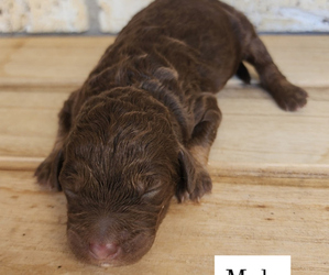 Poodle (Standard) Puppy for sale in SPICEWOOD, TX, USA