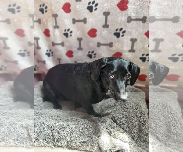 Medium Photo #1 Dachshund Puppy For Sale in York, SC, USA