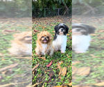 Small #1 Shih Tzu