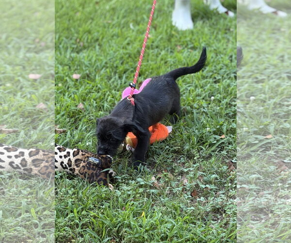 Medium Photo #2 Labrador Retriever Puppy For Sale in Yardley, PA, USA