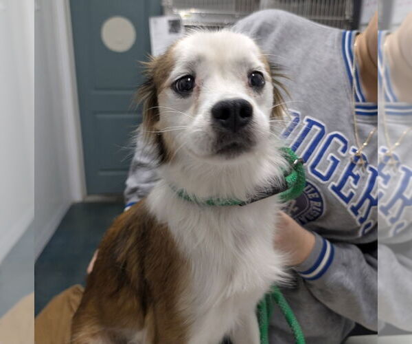 Medium Photo #1 Papillon-Unknown Mix Puppy For Sale in Chico, CA, USA