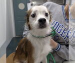 Small Papillon Mix