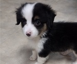 Small Photo #1 Miniature Australian Shepherd Puppy For Sale in AUSTIN, MN, USA