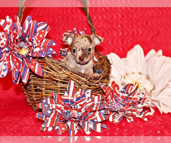 Medium Photo #3 Chihuahua Puppy For Sale in CHARLESTON, AR, USA
