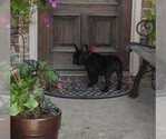 Small #2 French Bulldog