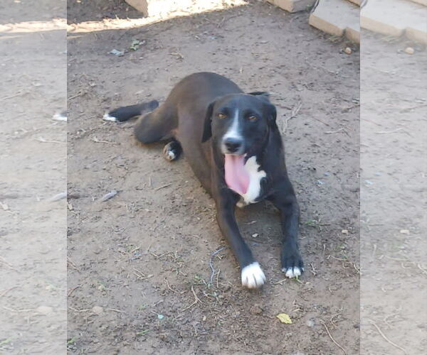 Medium Photo #8 Mutt Puppy For Sale in Farmerville, LA, USA