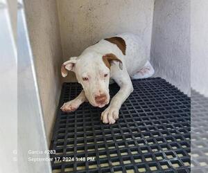 American Staffordshire Terrier-Unknown Mix Dogs for adoption in San Antonio, TX, USA