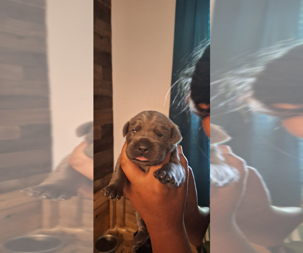 Medium Photo #2 Cane Corso Puppy For Sale in KERMAN, CA, USA