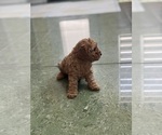 Small Photo #13 Cavapoo-Poodle (Toy) Mix Puppy For Sale in PENSACOLA, FL, USA