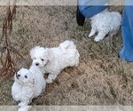 Small Photo #14 Maltese Puppy For Sale in ROSWELL, GA, USA