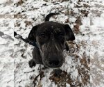Small Photo #4 Labrador Retriever-Mountain Cur Mix Puppy For Sale in Columbus, IN, USA
