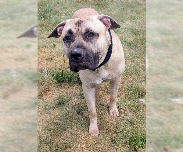 Medium Photo #1 Mastiff Puppy For Sale in Akron, OH, USA