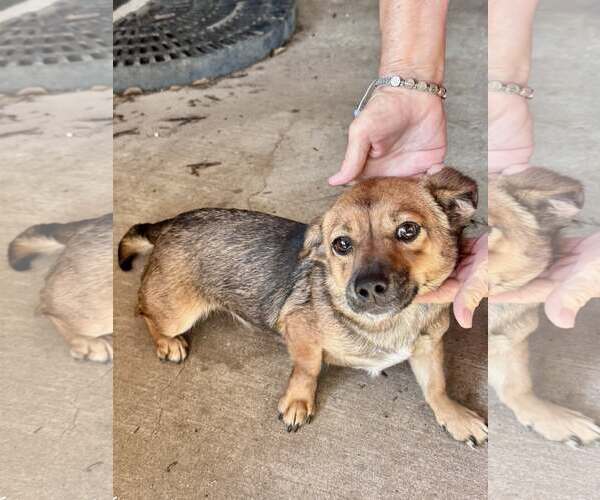 Medium Photo #11 Chihuahua-Feist Terrier Mix Puppy For Sale in Mount Laurel, NJ, USA