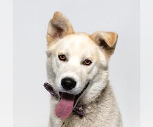 Gerberian Shepsky Dogs for adoption in Santa Barbara, CA, USA