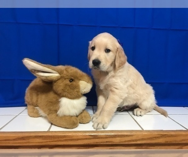 Medium Photo #9 Golden Retriever Puppy For Sale in WEBSTER CITY, IA, USA