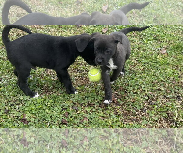 Medium Photo #2 Border Collie Puppy For Sale in Landenberg, PA, USA