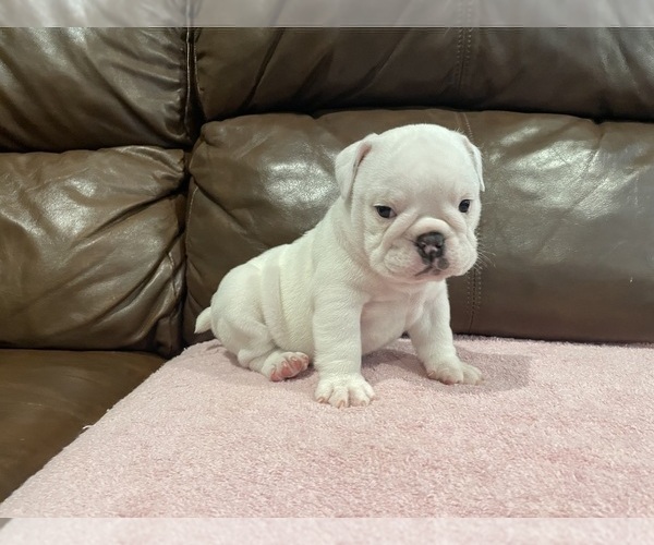 Medium Photo #4 Bulldog Puppy For Sale in WOODSTOCK, GA, USA