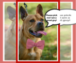 Small #2 French Mastiff Mix