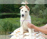 Small #8 German Shepherd Dog