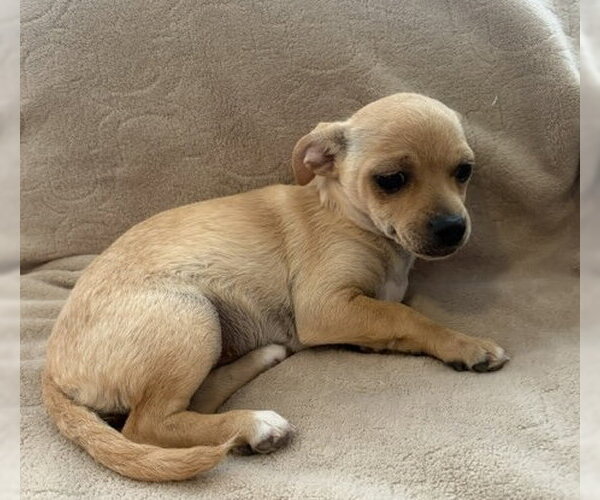 Medium Photo #2 Chihuahua-Unknown Mix Puppy For Sale in Bellevue, WA, USA