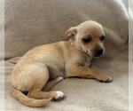 Small #1 Chihuahua Mix