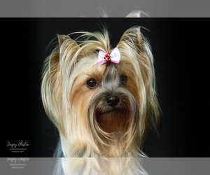 Mother of the Yorkshire Terrier puppies born on 09/09/2022