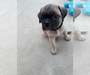American Lo-Sze Pugg Puppy for sale in SAN DIEGO, CA, USA
