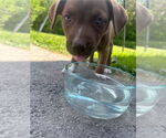 Small #2 American Staffordshire Terrier-Siberian Husky Mix