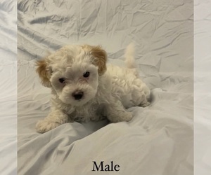 Medium Maltipoo