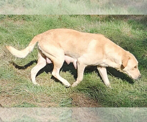 Medium Photo #3 Mutt Puppy For Sale in Olalla, WA, USA