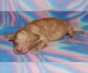 Labradoodle Puppy for sale in LA HABRA, CA, USA