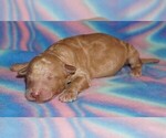Image preview for Ad Listing. Nickname: apricot boy