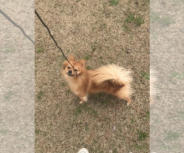 Medium Photo #1 Pomeranian Puppy For Sale in LAKE CITY, SC, USA
