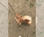 Small Photo #1 Pomeranian Puppy For Sale in LAKE CITY, SC, USA